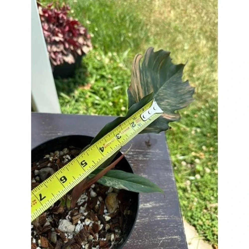 Philodendron Caramel Marble Variegated  Exact Live Rooted Plant - US Seller - C1